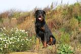 BEAUCERON 364